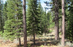 877 Miner's Passage, Clio, CA 96106-0877