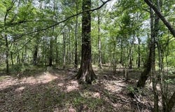 23.74 Acre Highway 57, Perkinston, MS 39573
