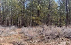 Bliss Rd, Sprague River, OR 97639