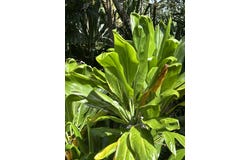 PUNI MAKAI LOOP, Pahoa, HI 96778