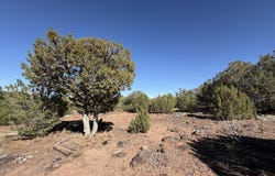 4 Pinon, Concho, AZ 85924