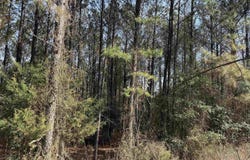 Polk Road 13, Wickes, AR 71973