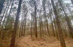 Crawley Road, Columbia, MS 39429