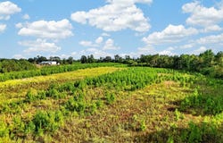 Co Rd 15, Maplesville, AL 36750