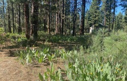 Spruce Avenue, Portola, CA 96122