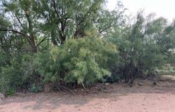 N Ave T, Snyder, TX 79549