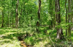 Ashford Ferry Road, Carlisle, SC 29706