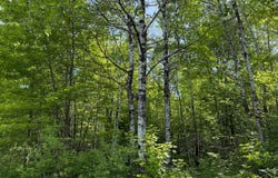 Max Tilley Road, Tomahawk, WI 54487