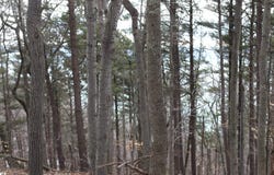 Crystal View Commons lot: 5, Beulah, MI 49617