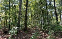 Sylvan Drive, Poplar Bluff, MO 63901