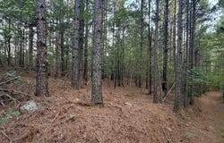 Chimney Rock, Shirley, AR 72153