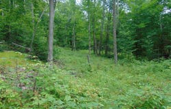 MACE Road, Gilboa, NY 12076