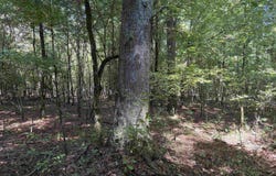Highway 167 N, Ivan, AR 71748