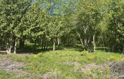 White Birch Trail, Charlotte, MI 48813
