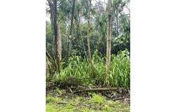 NENUE ST, Pahoa, HI 96778