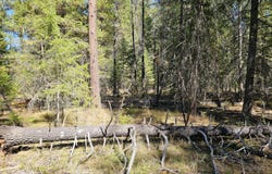 385X AGAR Rd, LOON LAKE, WA 99148