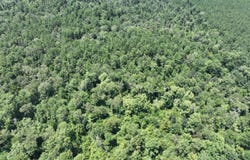 Hwy 463, Hineston, LA 71438