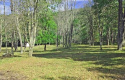 Parcel 101,Lot 2 RABBIT HOLLOW Road, ACCIDENT, MD 21520