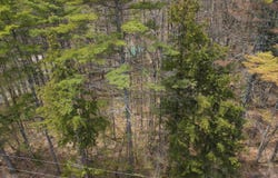 12 Eidelweiss Drive, Madison, NH 03849