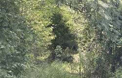Maters Lane, Mountain View, AR 72560