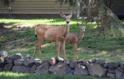 434 NE North Ave, Wilbur, WA 99158