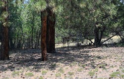 The Forks Rd, Chama, NM 87520