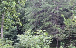 Volunteer Rd, Rutledge, TN 37861