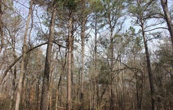 PID 5880 FM 225, Douglass, TX 75943