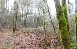 Reid Rd, Scappoose, OR 97056