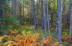 Map 17 Bear Springs Lane, Surry, ME 04684