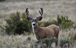 Red Feather Lake Rd 13, Livermore, CO 80536