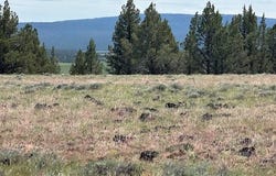 Rim Drive, Sprague River, OR 97639