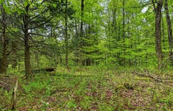 L1.6 Crystal Brook Path, Jefferson, NY 12093