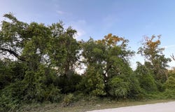 NE 481st Ave, Old Town, FL 32680