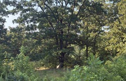 Lake Ridge Estates, Searcy, AR 72143