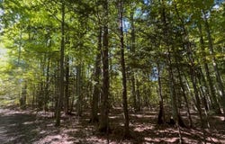 Langs Lane, Interlochen, MI 49643