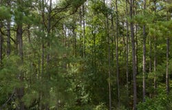 County Road 4117, Overton, TX 75684