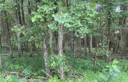 Limestone Road, Parsons, WV 26287