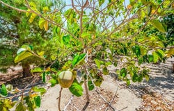 13830 Paramount, Phelan, CA 92371