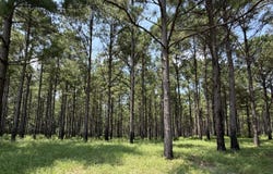O County Road 355, Elba, AL 36323