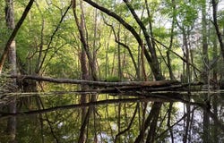 AMBOY RD, Arabi, GA 31712