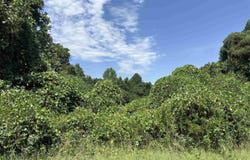 corinth Road, Gaffney, SC 29340-5529