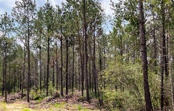 FM 92, Colmesneil, TX 75938