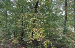 LAKESIDE CIRCLE lot: 31, DELTA, AL 36258