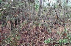 Deergrass Drive lot: 109, Brookeland, TX 75931
