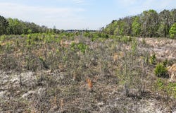 County Road 4223, Simms, TX 75574