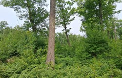 Parcel 13 County Road T, Danbury, WI 54830