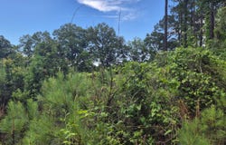 County Road 35, Evergreen, AL 36401