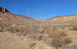 21508 Caliche Rd, Terlingua, TX 79852
