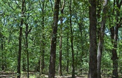 Pecan Bend, Hooks, TX 75561